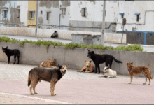 سابقة: إدارية وجدة تقضي بتعويض ضد رئيس جماعة الناظور بسبب قتل الكلاب الضالة (الحكم القضائي كاملا) 14 مجلة مغرب القانون